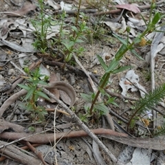 Gratiola pedunculata (Brooklime) at Borough, NSW - 9 Jan 2025 by Paul4K