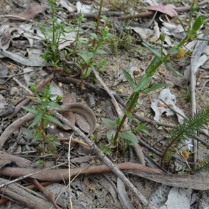 Gratiola pedunculata at Borough, NSW - suppressed