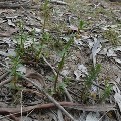 Gratiola pedunculata at Borough, NSW - suppressed