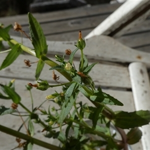 Gratiola pedunculata at Borough, NSW - suppressed