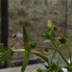 Gratiola pedunculata at Borough, NSW - 9 Jan 2025