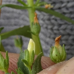 Gratiola pedunculata at Borough, NSW - 9 Jan 2025