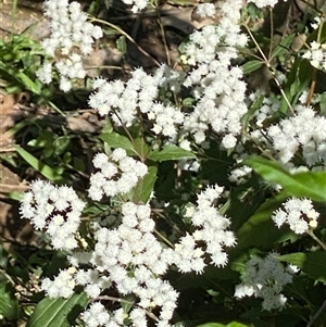 Ageratina riparia (Mistflower) at Orangeville, NSW by belleandjason