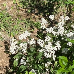 Ageratina riparia at Orangeville, NSW - 19 Sep 2022 11:40 AM