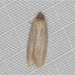 Oecophoridae (family) (Unidentified Oecophorid concealer moth) at Melba, ACT - 9 Jan 2025 by kasiaaus