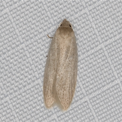 Oecophoridae (family) (Unidentified Oecophorid concealer moth) at Melba, ACT - 9 Jan 2025 by kasiaaus