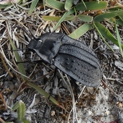 Cillibus incisus (Darkling Beetle) at Borough, NSW - 7 Jan 2025 by Paul4K