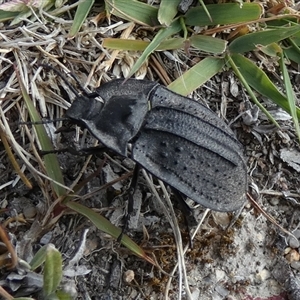 Cillibus incisus (Darkling Beetle) at Borough, NSW by Paul4K