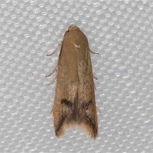 Tachystola hemisema at Melba, ACT - 9 Jan 2025 10:32 PM