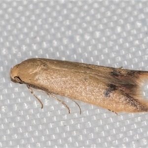 Tachystola hemisema at Melba, ACT - 9 Jan 2025 10:32 PM