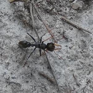 Myrmecia sp., pilosula-group at Borough, NSW - suppressed