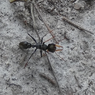 Myrmecia sp., pilosula-group (Jack jumper) at Borough, NSW - 8 Jan 2025 by Paul4K