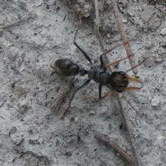 Myrmecia sp., pilosula-group at Borough, NSW - suppressed