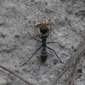 Myrmecia sp., pilosula-group at Borough, NSW - suppressed