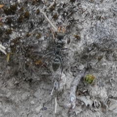 Myrmecia sp., pilosula-group at Borough, NSW - suppressed