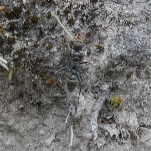 Myrmecia sp., pilosula-group at Borough, NSW - suppressed