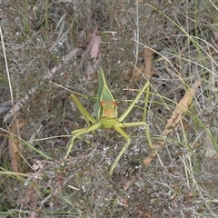 Torbia viridissima (Gum Leaf Katydid) at Borough, NSW - 9 Jan 2025 by Paul4K