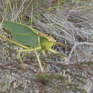 Torbia viridissima at Borough, NSW - suppressed