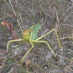 Torbia viridissima at Borough, NSW - suppressed