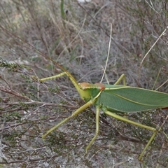 Torbia viridissima at Borough, NSW - suppressed