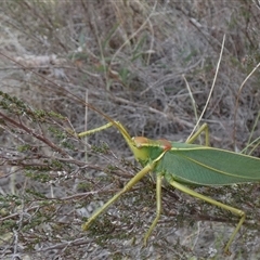 Torbia viridissima at Borough, NSW - suppressed