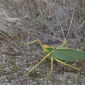 Torbia viridissima at Borough, NSW - suppressed