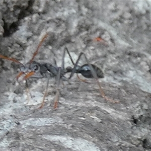 Myrmecia sp. (genus) at Borough, NSW - suppressed