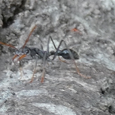 Myrmecia sp. (genus) (Bull ant or Jack Jumper) at Borough, NSW - 9 Jan 2025 by Paul4K