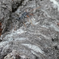 Myrmecia sp. (genus) at Borough, NSW - suppressed