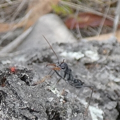 Myrmecia sp. (genus) at Borough, NSW - suppressed