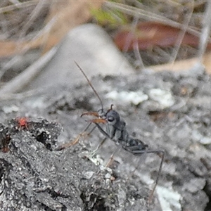 Myrmecia sp. (genus) at Borough, NSW - suppressed