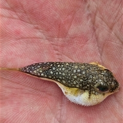 Unverified Fish at Cooloola, QLD - 10 Jan 2025 by AaronClausen