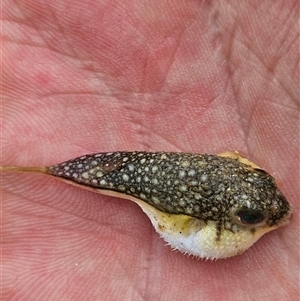 Unidentified Fish at Cooloola, QLD by AaronClausen