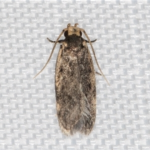 Hoplostega ochroma at Melba, ACT - 9 Jan 2025 10:33 PM