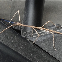 Unidentified Stick insect (Phasmatodea) at Borough, NSW - 9 Jan 2025 by Paul4K