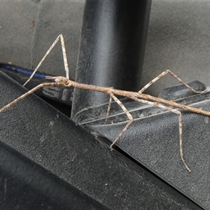 Unidentified Stick insect (Phasmatodea) at Borough, NSW by Paul4K