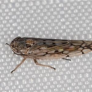 Orosius argentatus (A leafhopper) at Melba, ACT by kasiaaus