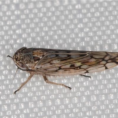 Orosius argentatus (A leafhopper) at Melba, ACT - 9 Jan 2025 by kasiaaus