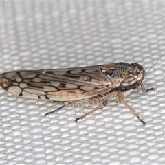 Orosius argentatus at Melba, ACT - 9 Jan 2025 10:37 PM