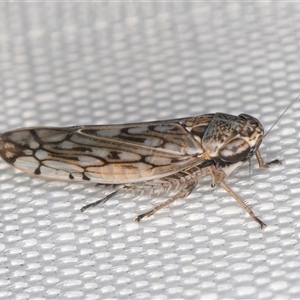 Orosius argentatus at Melba, ACT - 9 Jan 2025 10:37 PM