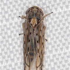Orosius argentatus at Melba, ACT - 9 Jan 2025 10:37 PM