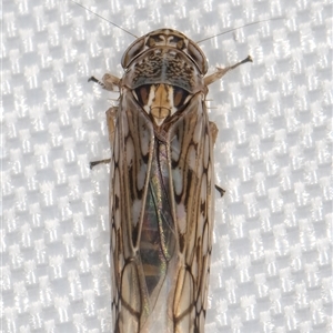 Orosius argentatus at Melba, ACT - 9 Jan 2025 10:37 PM