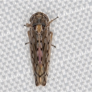 Orosius argentatus at Melba, ACT - 9 Jan 2025 10:37 PM