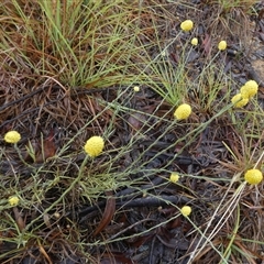 Calocephalus citreus (Lemon Beauty Heads) at Mount Fairy, NSW - 9 Jan 2025 by Paul4K