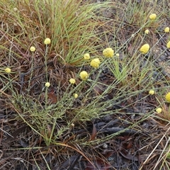 Calocephalus citreus at Mount Fairy, NSW - 10 Jan 2025