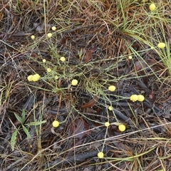 Calocephalus citreus at Mount Fairy, NSW - 10 Jan 2025