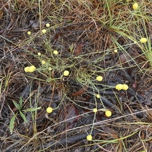 Calocephalus citreus at Mount Fairy, NSW - 10 Jan 2025