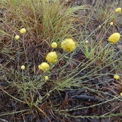 Calocephalus citreus at Mount Fairy, NSW - 10 Jan 2025