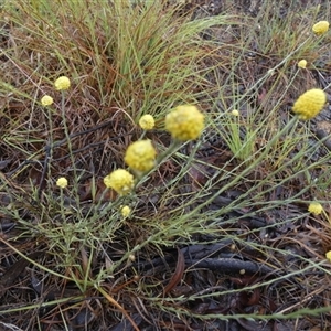 Calocephalus citreus at Mount Fairy, NSW - 10 Jan 2025