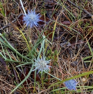 Eryngium ovinum at Mount Fairy, NSW - 10 Jan 2025 08:17 AM